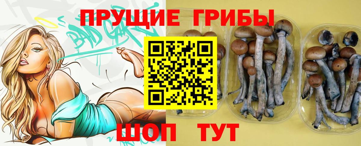 Димитровград  Галлюциногенные грибы Psilocybe  Вход с VPN 